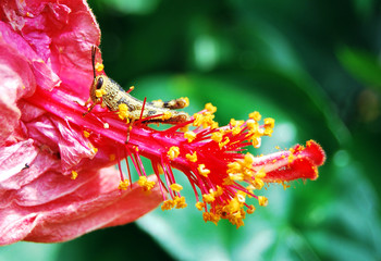 Little grasshopper on red flower