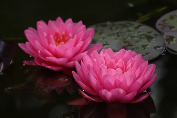 Foto auf Acrylglas Wasserlilien Seerose (Nymphaea)