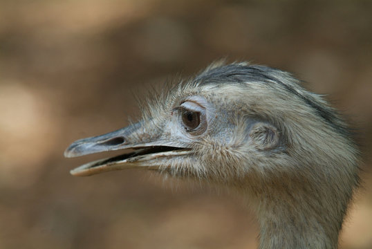 Head of young ostrich
