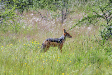 Schakal  Schabrackenschakal