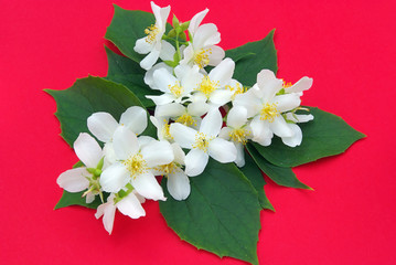 Jasmin - jasmine 11