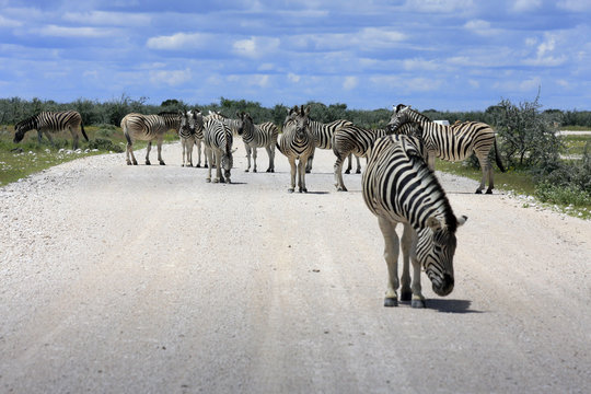 Zebras auf der Piste