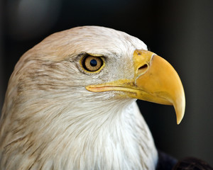 Bald Eagle Portrait