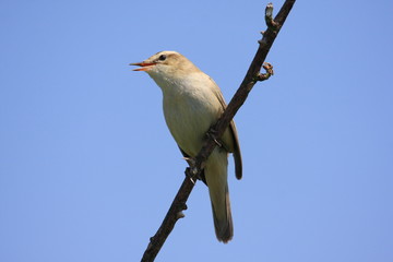 Drosselrohrs&auml;nger