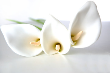 calla blumen