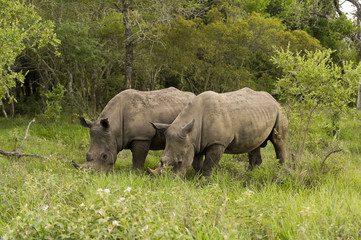 Obraz premium Rhino in Kruger Park