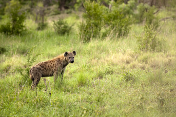 hyena ın kruger park