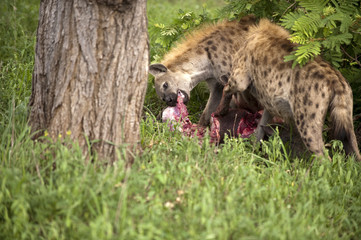 two hungry hyenas are eating dead animal