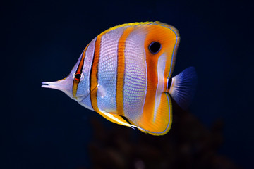 Colourful Sixspine butterfly-fish