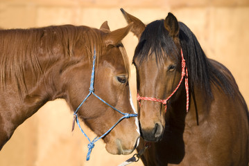 Obraz premium Two Beautiful Horses Greeting