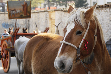 cavallo