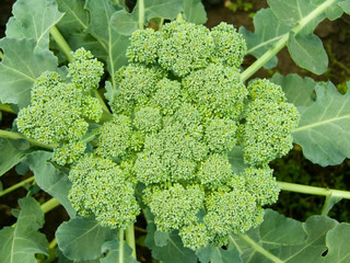 Vegetables cabbage