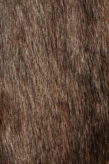 Marmot 01