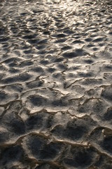 schlangenhaut am wattenmeer