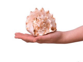 Girl's hand holding  a  seashell isolated on white background