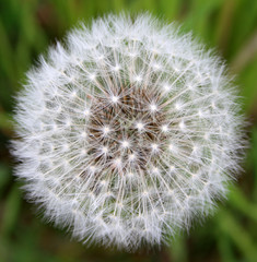 Graines de pissenlit