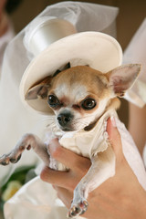 Little dog in a Wedding Clothes