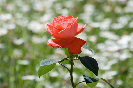 Spring rose on green background
