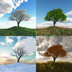 Obraz premium lonely tree at four seasons time lapse