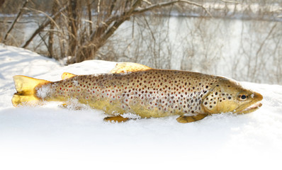 winter trout
