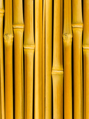 Tree a bamboo trunks