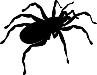 Spider