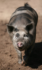 Walking pig with pink snout