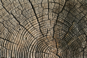 Pine wooden texture