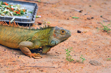 Iguana