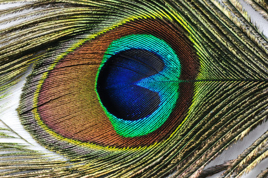 Peacock Feather