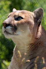 Captivating Cougar