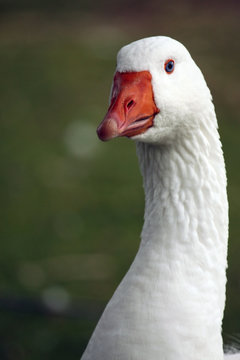 Blue-eyed Goose