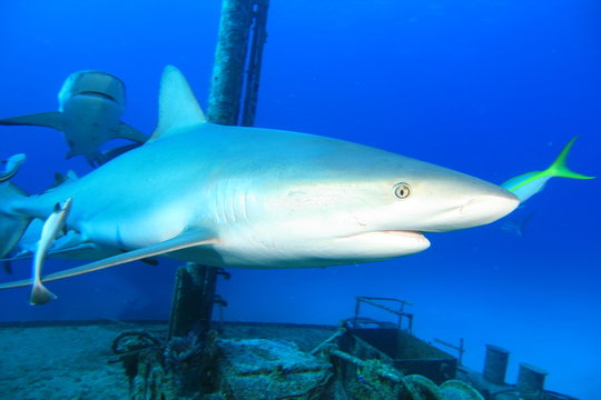 Shark And Shipwreck In The Caribbean Sea