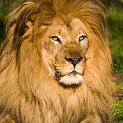 Male Lion Portrait