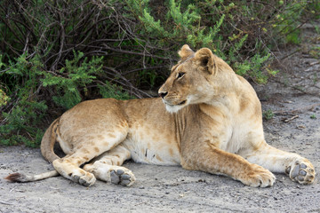 Obraz na płótnie Canvas Lioness in Serengeti