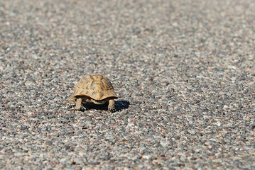 tortue sur la route