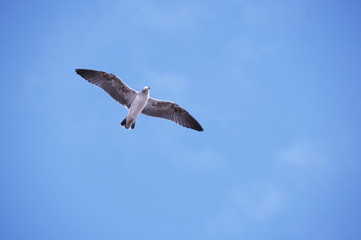 Vogel im Wind