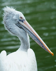 Dalmatian Pelican