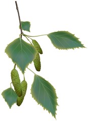 Birch Branch - colored illustration