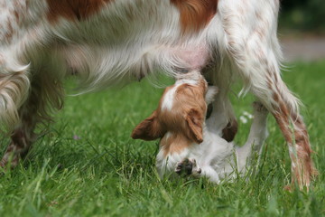 chiot epagneul breton faisant des pirouettes sous sa maman © Dogs