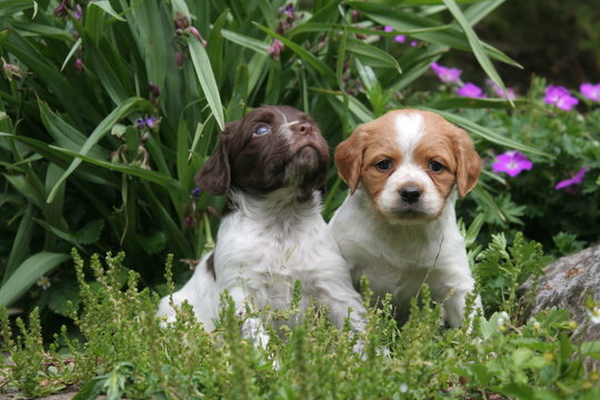 deux chiots epagneul breton devant un parterre de fleurs