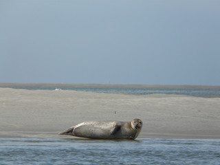 phoque commun © vincent laurence