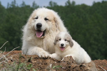 montagne des pyrénées pere et chiots