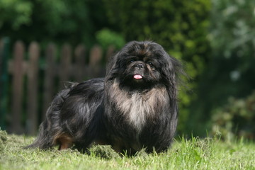 Fototapeta premium le pose fière du pekinois