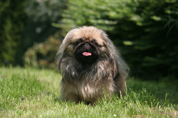 Fototapeta premium la balade du pekinois dans le jardin
