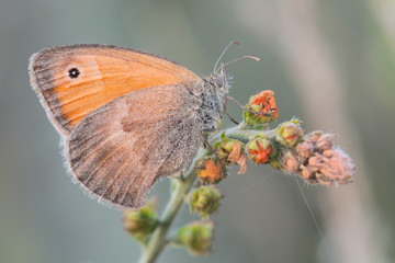 Macro butterfly Coenonympha pamphilus