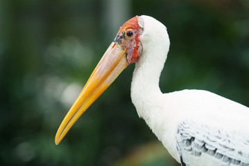 Painted stork