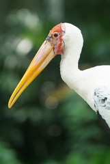 Painted stork