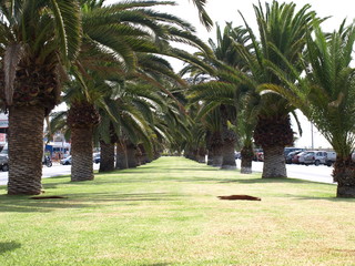 Palme auf Fuerteventura © Karsten Thiele