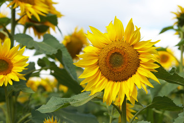 Obraz premium Sonnenblume